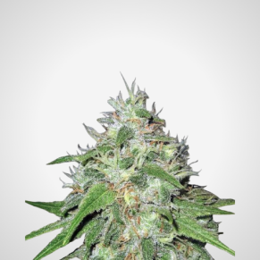 Feminisierte Samen - Amnesia Haze