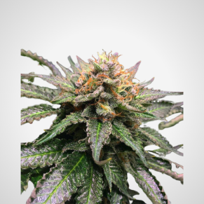 Feminisierte Samen - Amnesia Lemon