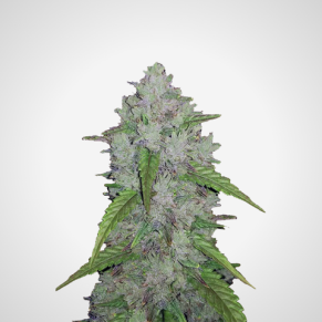 Feminisierte Samen - Amnesia