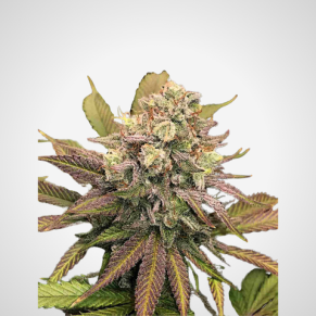 Feminisierte Samen - Banana Punch