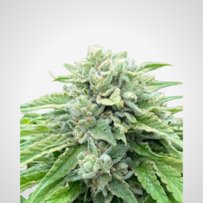 Feminisierte Samen - Banana Sherbet