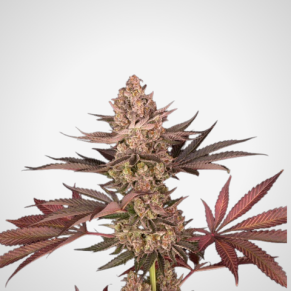 Feminisierte Samen - Biscotti x Mintz