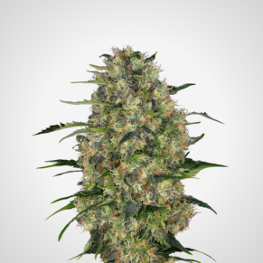 Feminisierte Samen - Black Domina