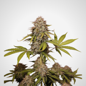 Feminisierte Samen - Black Widow