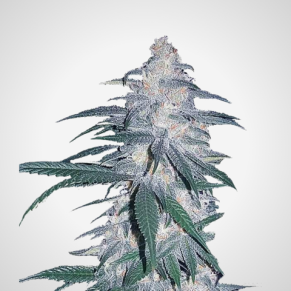 Feminisierte Samen - Blue Dream