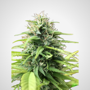 Feminisierte Samen - Blueberry