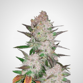 Feminisierte Samen - Borneo