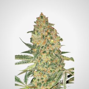 Feminisierte Samen - Bruce Banner