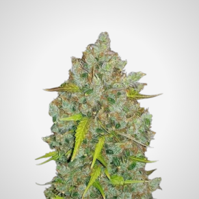 Feminisierte Samen - Bubblegum