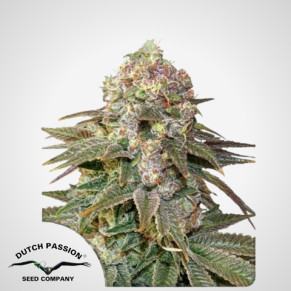 Niederländische Leidenschaft | Feminisierte C-Vibez® Samen