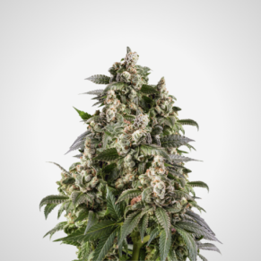 Feminisierte Samen - Cafe Racer