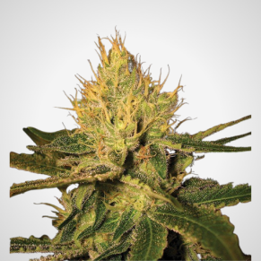 Feminisierte Samen - Canalope Haze