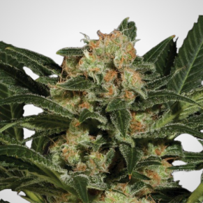 Feminisierte Samen - Candy Kush