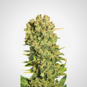 Feminisierte Samen - Chronic