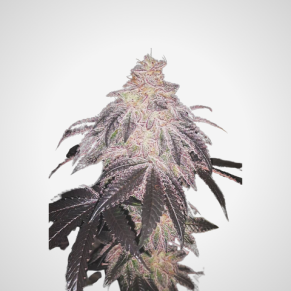 Feminisierte Samen - Cookies Sherbert