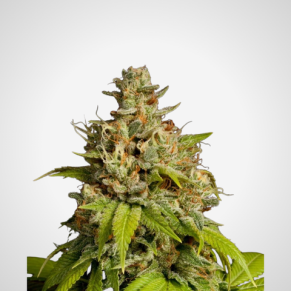 Feminisierte Samen - Durban Poison