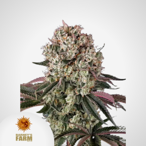 Barneys Farm | Glookies Feminisierte Samen