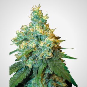 Feminisierte Samen - Jack Herer