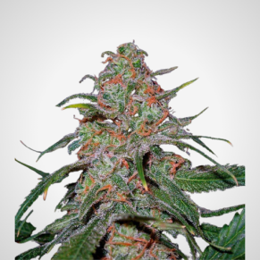 Feminisierte Samen - Lemon Skunk