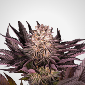 Feminisierte Samen - Mimosa x Orange Punch
