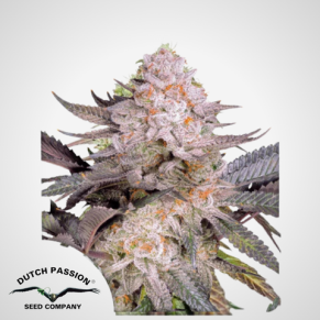 Dutch Passion | Feminisierte Orange Bud 2.0 Samen