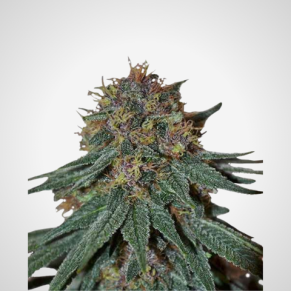 Feminisierte Samen - Purple Haze