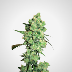 Feminisierte Samen - Skunk #11