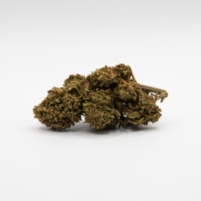 CBD Blüten Orange Bud