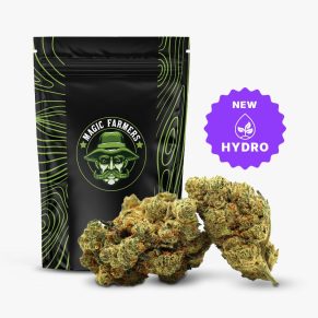 Champagne Haze 36% THCA Hydro Blüten