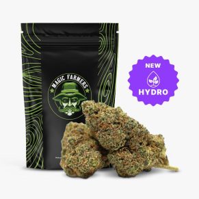 King Louis 37% THCA Hydro Blüten